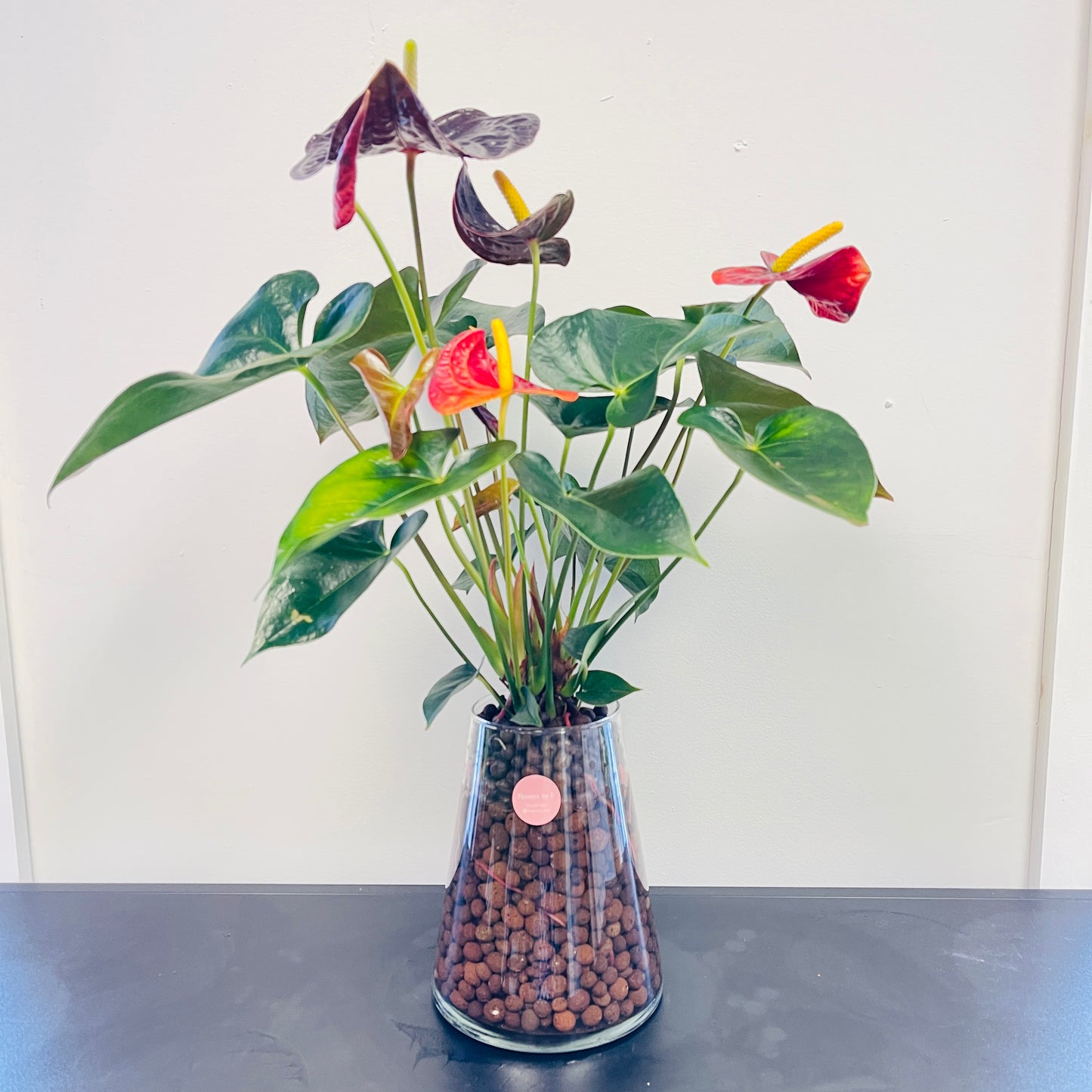 Hydroponic Plants RA